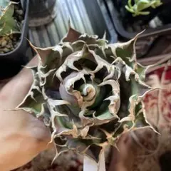 2026年最新】アガベ シーザー 大株の人気アイテム - メルカリ