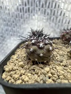 【超希少、開花球、子株8個】コピアポア　シネレア　黒王丸　白肌　幅10㎝　鉢付き コピアポア シネレア 黒王丸① | hanayoshi-botanical