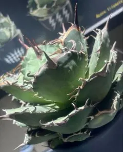 2026年最新】アガベ毒液の人気アイテム - メルカリ