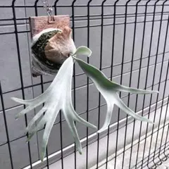 2025年最新】willinckii bogorの人気アイテム - メルカリ