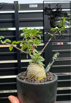 2025年最新】火星人 フォッケアの人気アイテム - メルカリ