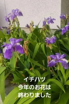 2026年最新】イチハツ苗の人気アイテム - メルカリ