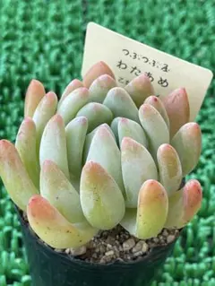 2026年最新】つぶつぶ わたあめの人気アイテム - メルカリ