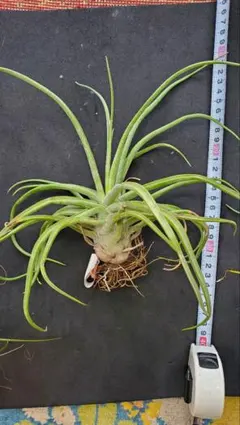 2025年最新】ty苗の人気アイテム - メルカリ