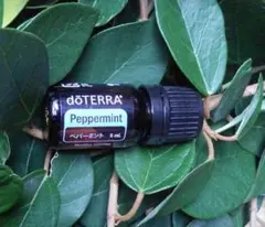 doTERRA ドテラ Peppermint ペパーミント 15mL 新品未開封 - メルカリ