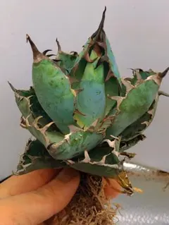 2025年最新】ブラックアンドブルー 大株の人気アイテム - メルカリ