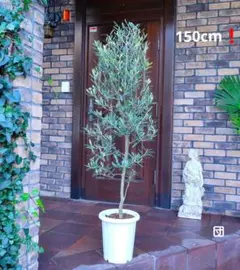 2026年最新】オリーブの木 シプレッシーノの人気アイテム - メルカリ