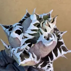 2026年最新】ゴリ猫の人気アイテム - メルカリ