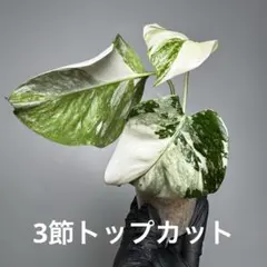2026年最新】モンステラ ホワイトタイガー ハーフムーンの人気アイテム