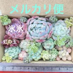 カット苗　多肉　詰め合わせ　寄せ植え　パールビーン　キャラメルスプライト