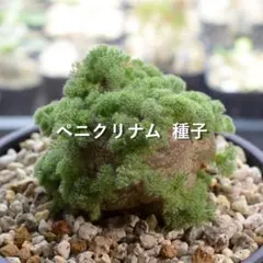 サルコカウロン ペニクリナム 種子 2026年最新】サルコカウロン 種子の人気アイテム - メルカリ
