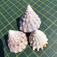 天然貝殻3個セット まとめ売り ハンドメイド素材 工作　Shell【345】