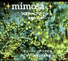 もうすぐ終了✨ミモザ　つぼみGreen フレッシュ　短め✨銀葉アカシア　素敵