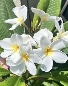 2026年最新】plumeria の人気アイテム - メルカリ