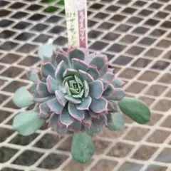 おらいさん　サンセットグレイ　苗　ミックスベリア　多肉植物