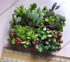 ⭐️お値下げ中⭐️多肉植物 カット苗