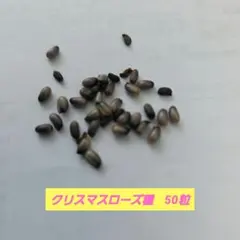 クリスマスローズ種50粒 園芸用 - メルカリ