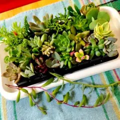 31種類 多肉植物 カット苗 寄せ植え用詰め合わせ エケベリア セダムまとめ売り