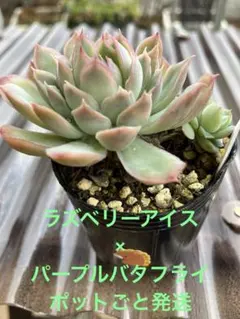 おとく様 リクエスト 2点 まとめ商品