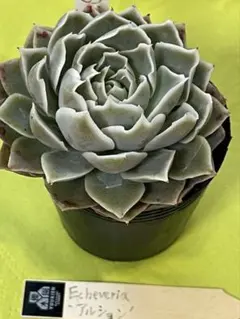 2026年最新】優木園の人気アイテム - メルカリ