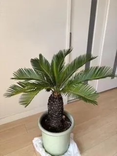 2025年最新】蘇鉄 ソテツの人気アイテム - メルカリ