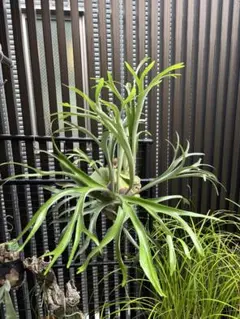 2025年最新】アルマダ ビカクシダの人気アイテム - メルカリ