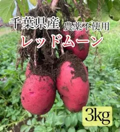 新じゃがいも レッドムーン 農薬不使用 約4kg｜千葉県産 - メルカリ