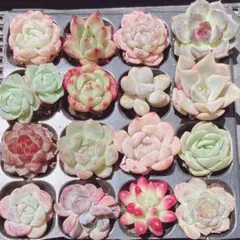 2026年最新】多肉植物 韓国苗 セットの人気アイテム - メルカリ