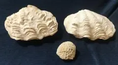 沖縄シャコ貝　珊瑚　置物　小物入れ　インテリア　ガーデニング　海