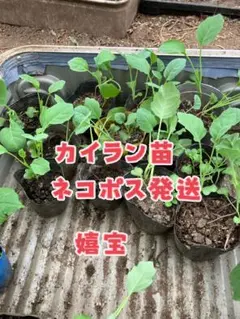ムカゴ苗　5株 オカワカメ 5株 むがご3個おまけつき - メルカリ