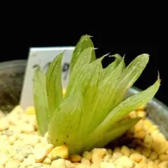 2733 ◎ナイルの一滴 実生 多肉植物 ハオルチア アロエ - メルカリ