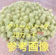 斑入りパリダム セダム クリームソーダ カット苗 ❣️ 20カット