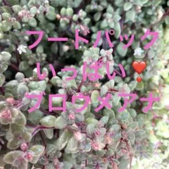 まえちゃん様 リクエスト 3点 まとめ商品