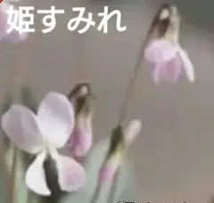 cattleya様 リクエスト 3点 まとめ商品