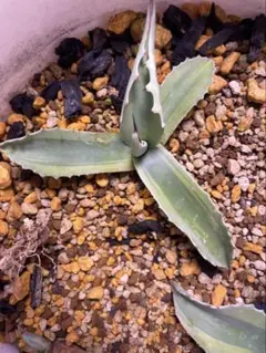 2026年最新】オバティフォリアの人気アイテム - メルカリ