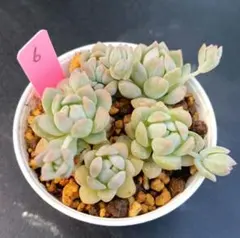 ゆりかなりこ様 リクエスト 10点 まとめ商品