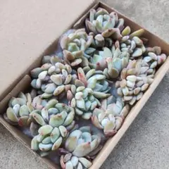 エケベリアのモンロー箱いっぱい詰め合わせ 韓国苗 カット苗