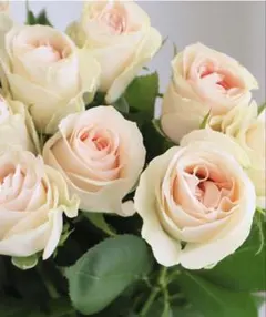 バラ苗 切花品種 強健 トゲ少 芳香 上品 レア 薔薇苗 - メルカリ