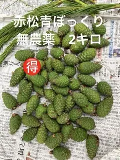 ☆連絡用ページ☆季節限定☆軽井沢産赤松青ぼっくりご予約 - メルカリ