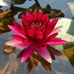 レッドナーガアイ　睡蓮　苗　脇芽　温帯睡蓮　耐寒性　メダカ　ビオトープ レッドナーガアイ 睡蓮 苗 脇芽 温帯睡蓮 耐寒性 メダカ ビオトープ