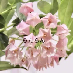 【超レア】ホヤ　leucantha ❣️花座2個付き❣️ メルカリ便発送のサムネイル