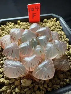 47f 多肉植物 ハオルチア 水晶灯錦糊斑 自家繁殖 鉢植え発送 - メルカリ