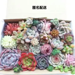 多肉植物 カット苗 詰め合わせ ㊹