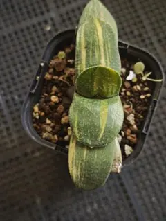 2025年最新】ガステリア 臥牛の人気アイテム - メルカリ