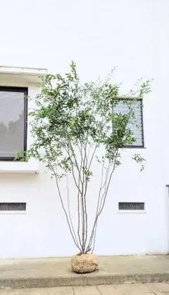 ① 東京都内23区配送無料】定価30万 植物 シンボルツリー シマトネリコ