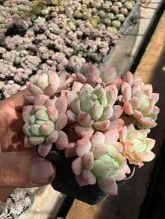 Top【選抜株】多肉植物 24253タイニーバーガー 50個 鉢無し/脱土