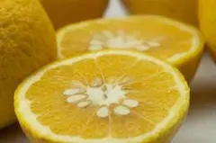 【 愛媛県産 】甘夏柑 愛媛県産 あまなつ 不揃い 混合 約10ｋｇ【訳あり】のサムネイル