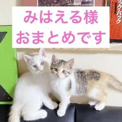 みはえる様 リクエスト 3点 まとめ商品