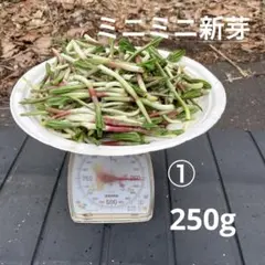 ①3/28行者ニンニク、ミニミニ新芽250gのサムネイル