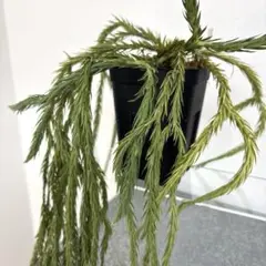 ❤️激レア❤️ メルカリ便❤️フペルジア　Huperzia tetrasticha K*e様 Huperzia tetrasticha 原種 フペルジア 着生シダ - メルカリ